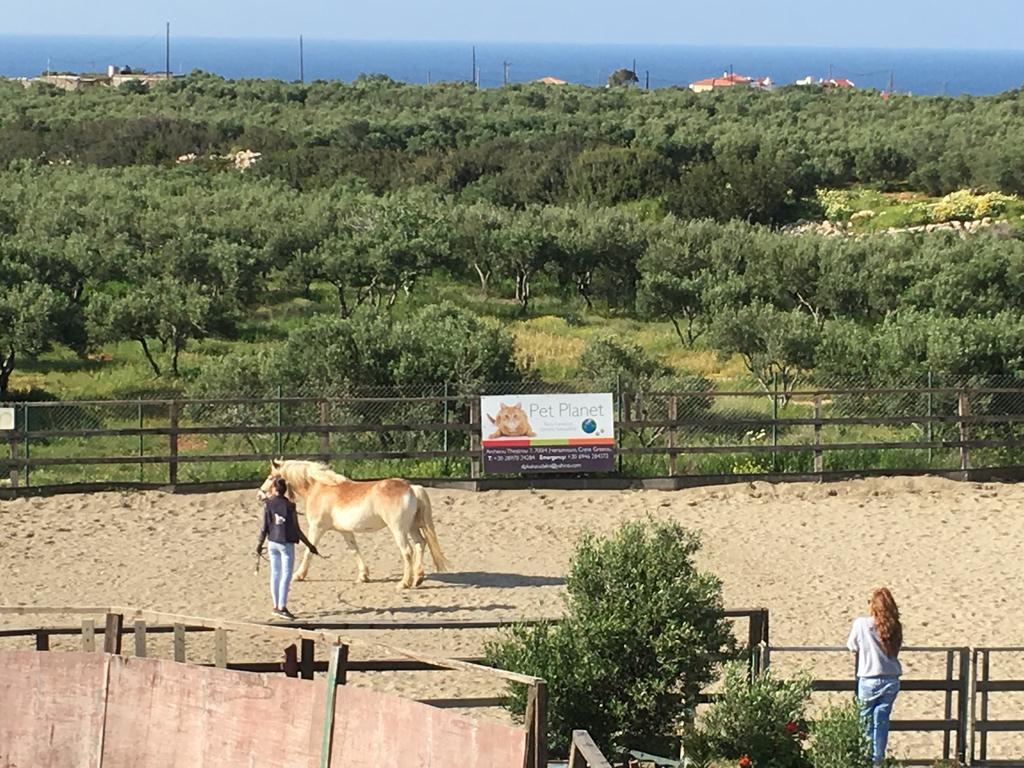 Arion Stables & Apartments Hersonissos  Esterno foto